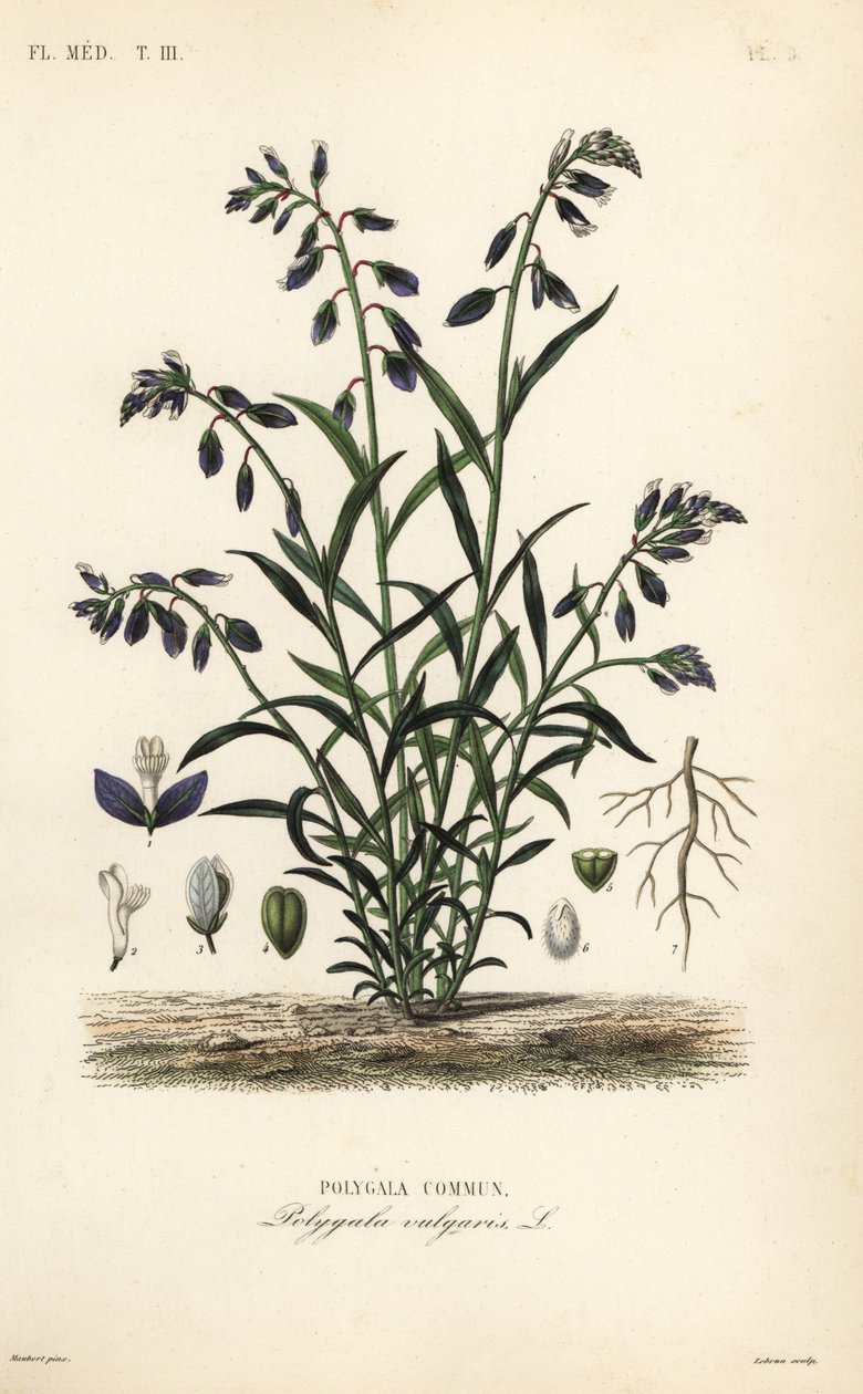 Almindelig mælkeurt, Polygala vulgaris, Polygala commun af Unbekannt