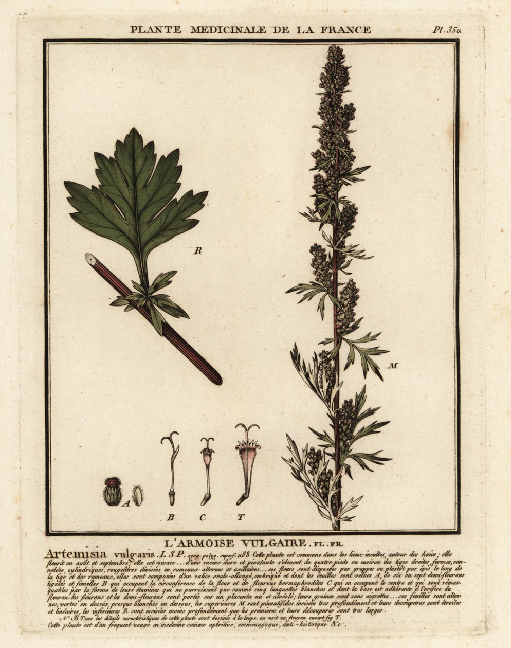 Almindelig bynke, Artemisia vulgaris. af Unbekannter Künstler