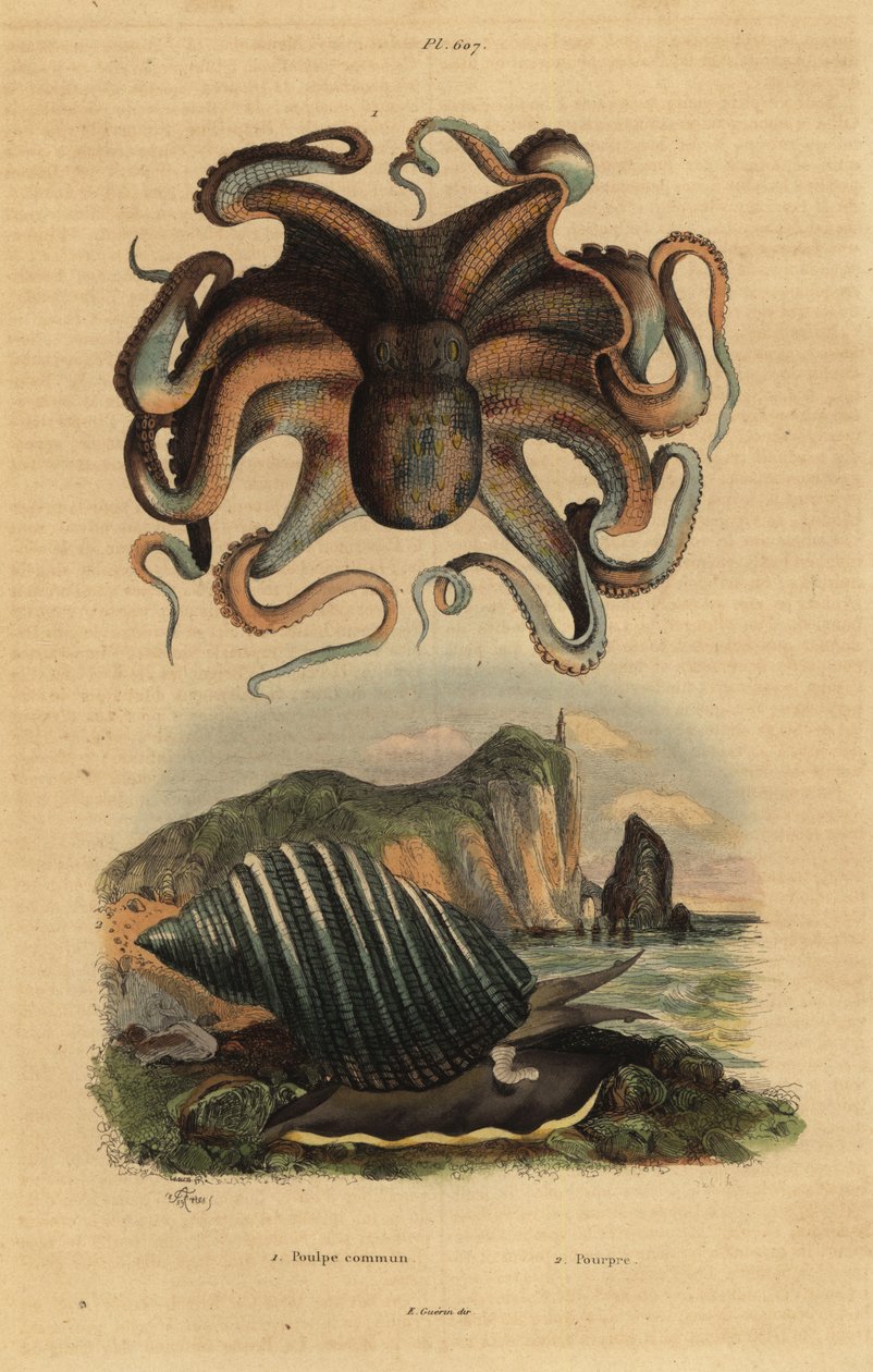 Almindelig blæksprutte, Octopus vulgaris 1 og havsnegl, Dicathais orbita af Unbekannt