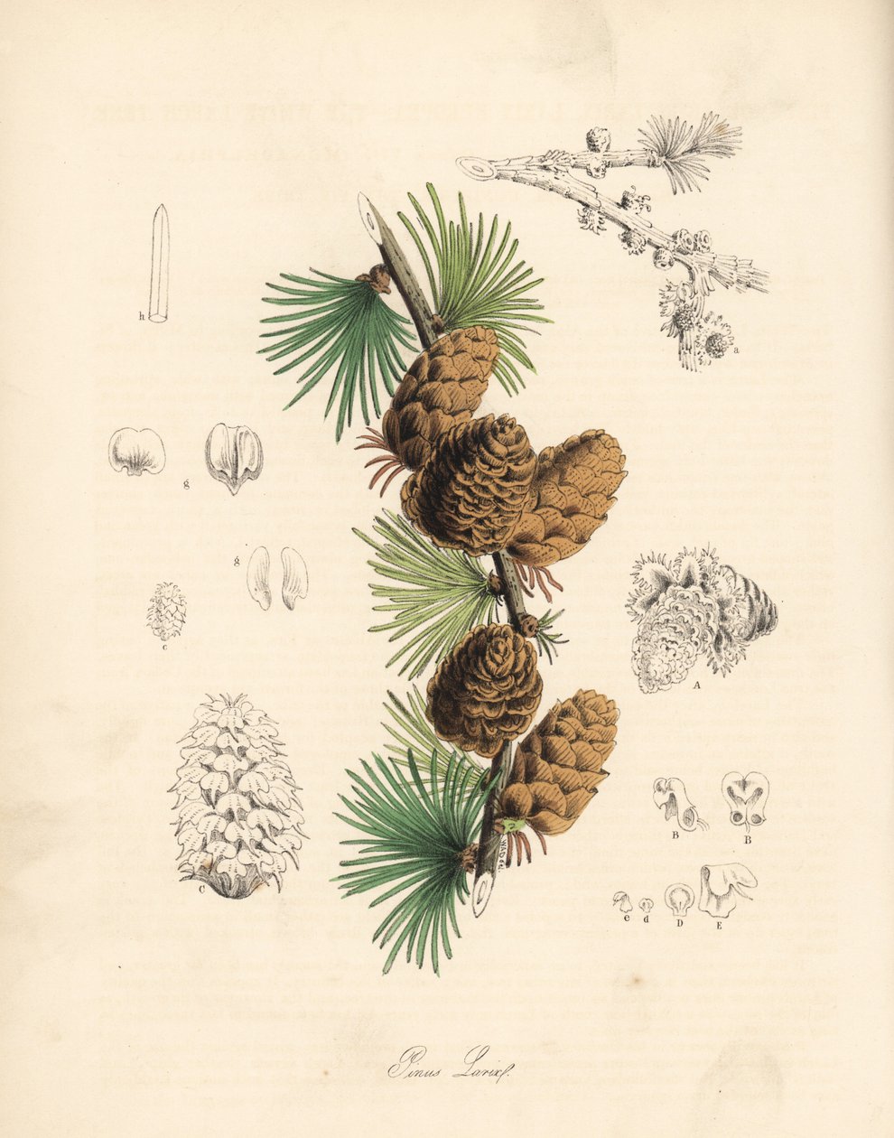 Almindelig eller europæisk meleze - hvidt lærketræ, Larix decidua (Larix europaea), blad, gren og kogle. Håndkoloreret zinkografi af C. Chabot tegnet af Miss M. A. Burnett fra hendes "Plantae Utiliores: or Illustrations of Useful Plants," Whittaker, London af Unbekannter Künstler