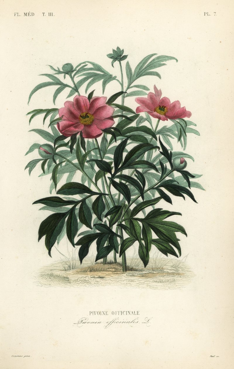 Almindelig pæon eller havepæon, Paeonia officinalis, Pivoine officinale af Unbekannt