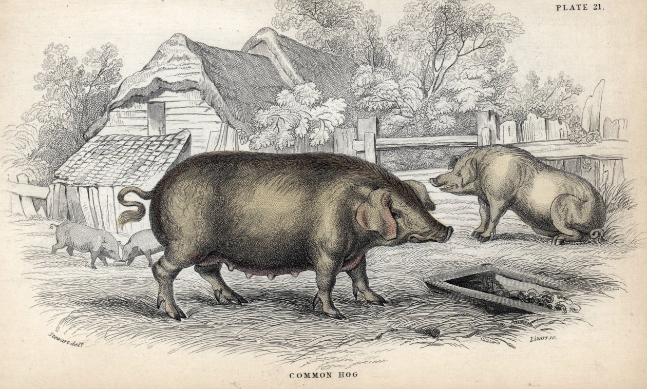 Almindeligt svinekød (Sus domestica) i en svinesti. Kobberstik af William Lizars, baseret på en tegning af James Stewart, udgivet i Naturalist Library: mammals, pachyderms and quadrupedes with fine skin, redigeret af W. H. Lizars, i Edinburgh, Skotland. af Unbekannter Künstler