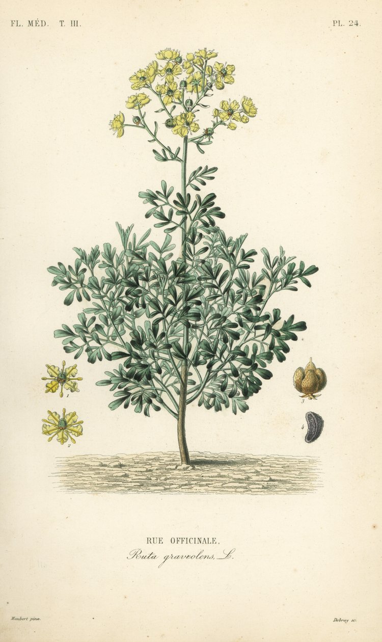Almindelig rue eller nådeurt, Ruta graveolens, Rue officinale af Unbekannt