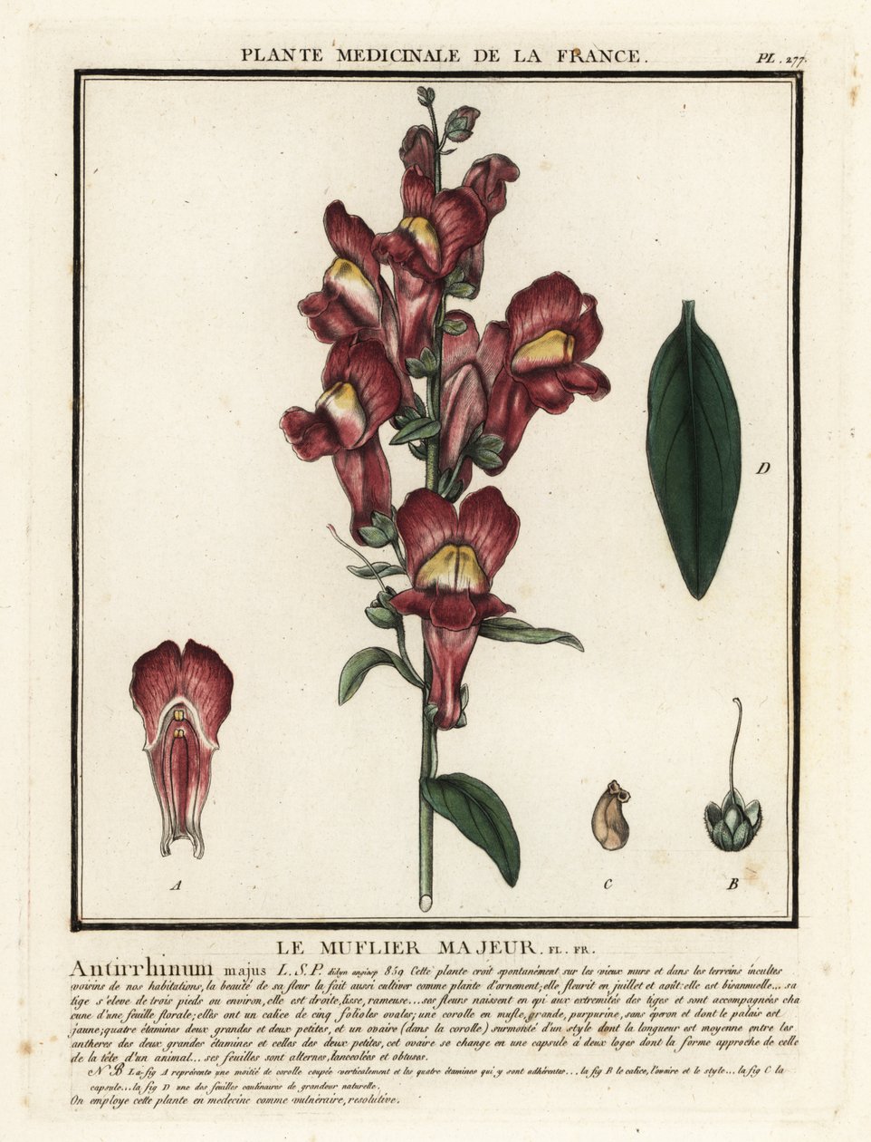 Almindelig snapdragon, Antirrhinus majus. af Unbekannter Künstler