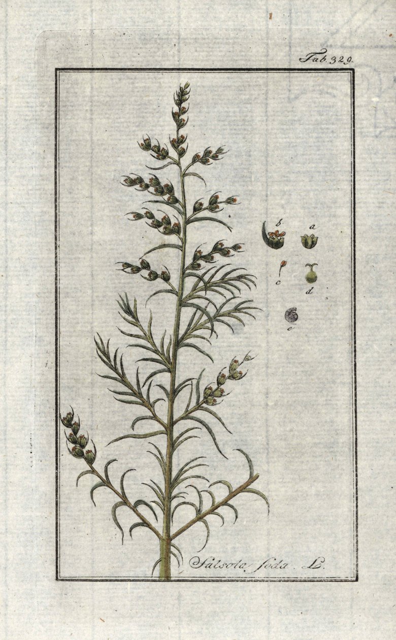 Almindelig soda (Salsola soda). Litografi fra "Afbeelding der Artseny-Gewassen" af Johannes Zorn (1739-1799), Holland af Unbekannter Künstler