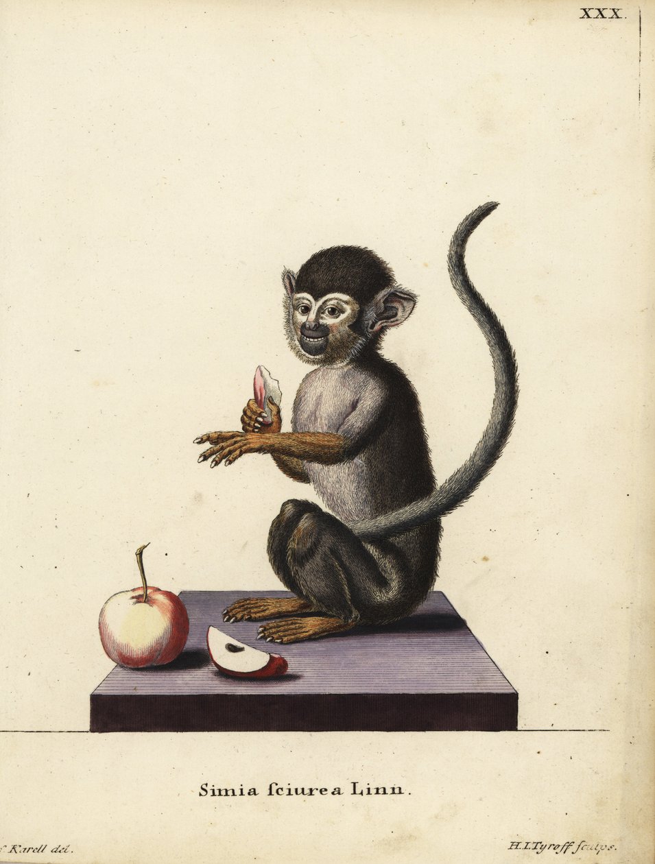 Almindelig egernabe, Saimiri sciureus. Simia sciurea Linn. Håndkoloreret kobberstik af Hermann Jakob Tyroff efter en illustration af Joseph Karell fra Johann Christian Daniel Schreber