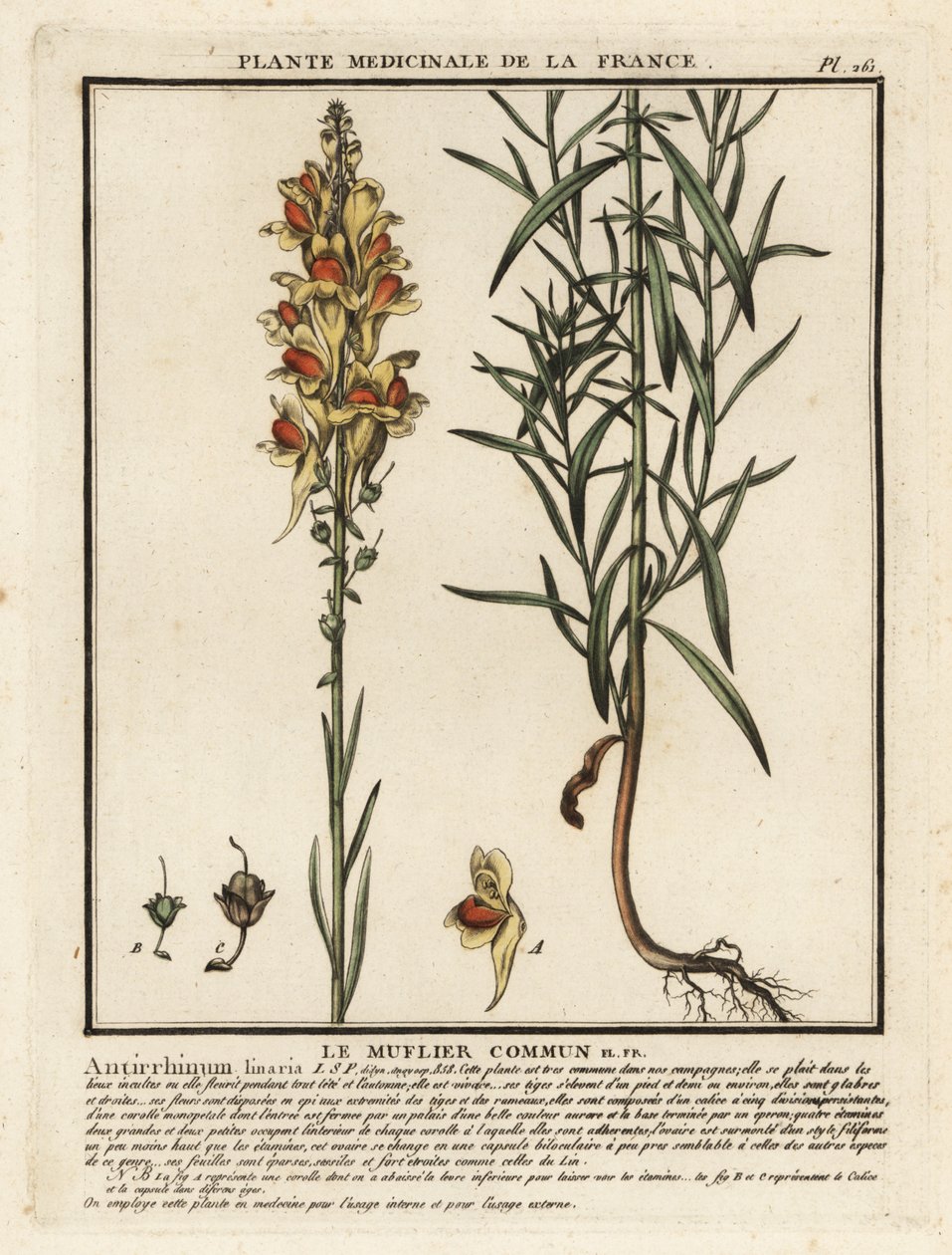 Almindelig tudsehør, Linaria vulgaris. af Unbekannter Künstler