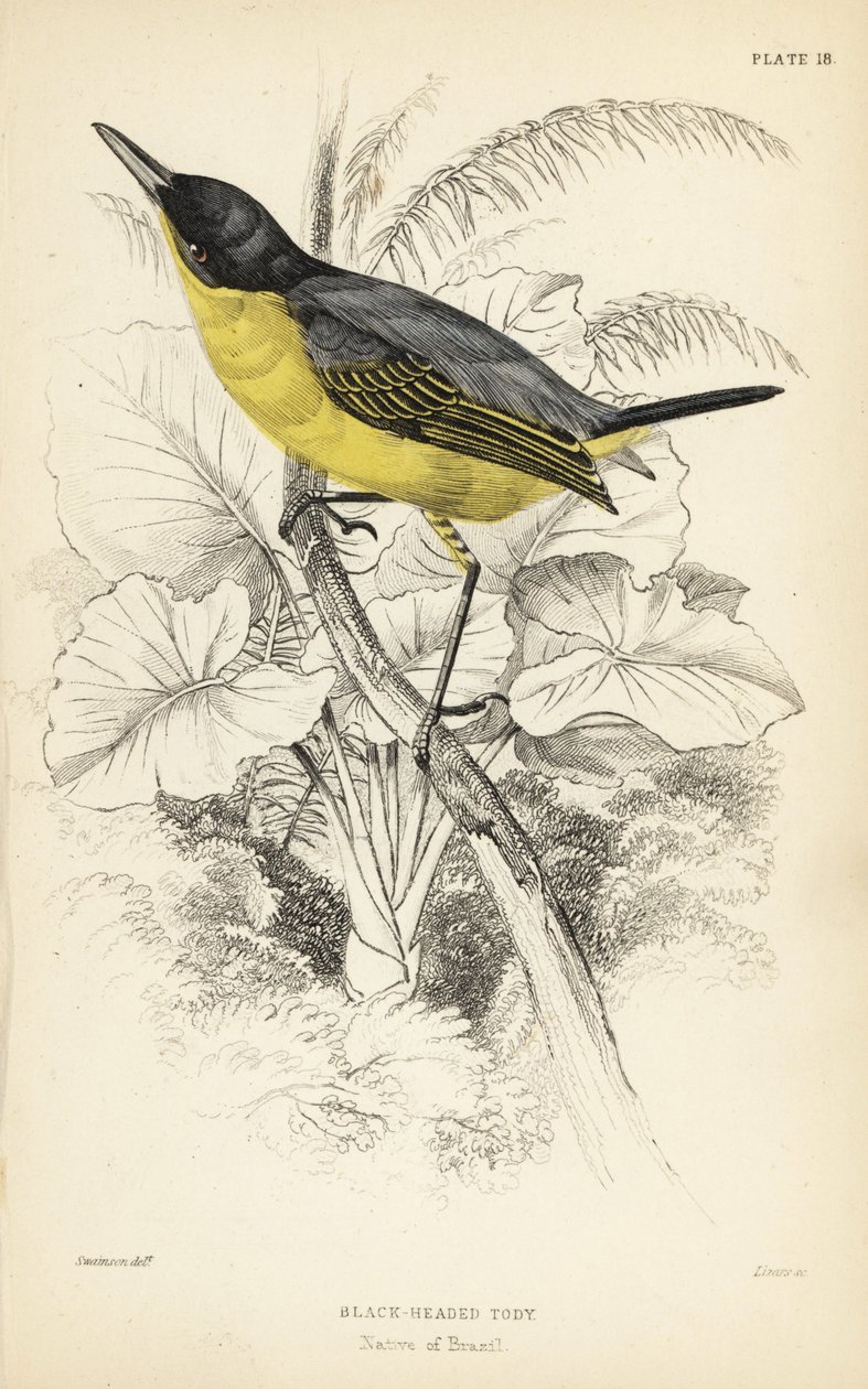 Todirostrum cinereum (sorthovedet tody, Todus melanocephalus), almindelig todyfluefanger. Håndkoloreret stålstik af William Lizars efter en illustration af William Swainson fra Sir William Jardine