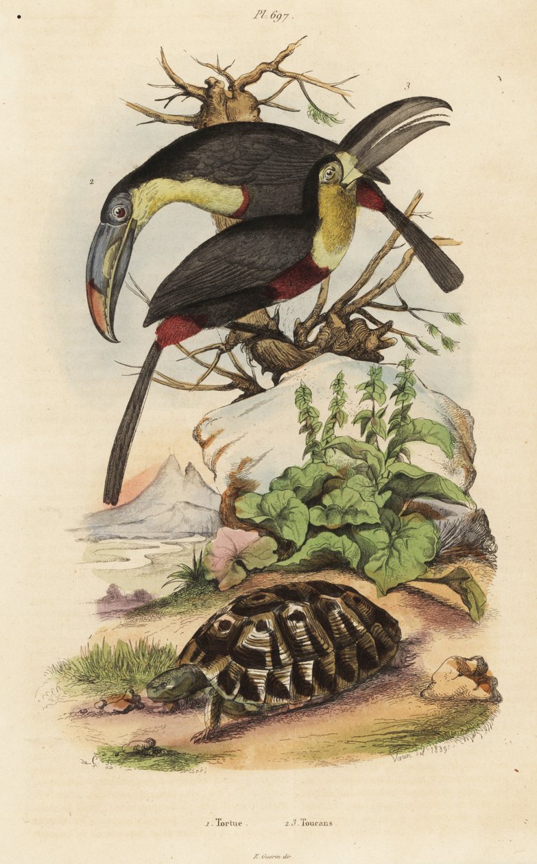 Almindelig skildpadde, Testudo graeca 1, svovlbrynet tukan, Ramphastos sulfuratus 2 og hvidstrubet tukan, Ramphastos tucanus 3, Tortue, tukaner af Unbekannt