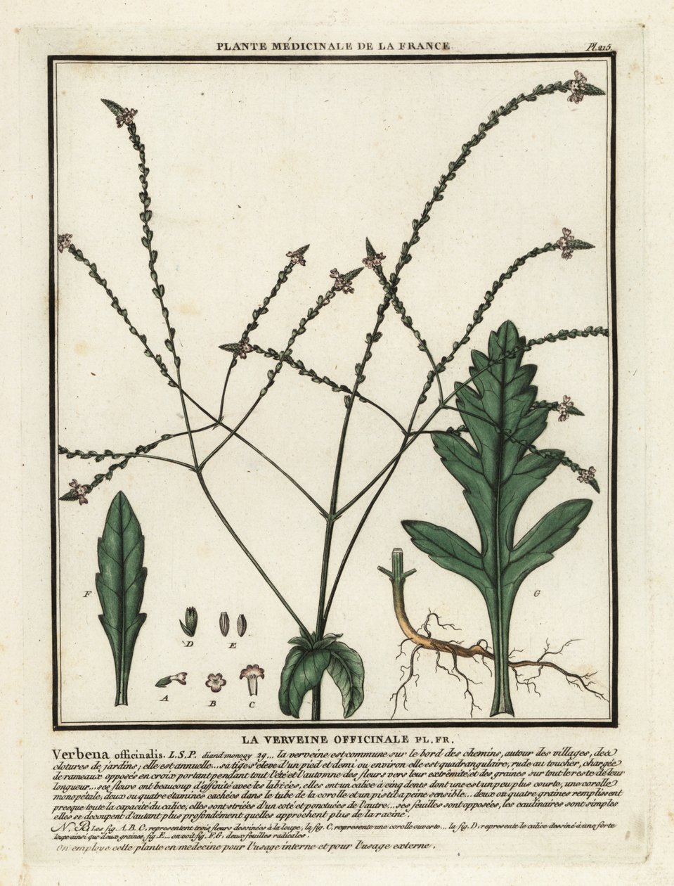 Almindelig vervain, Verbena officinalis. af Unbekannter Künstler