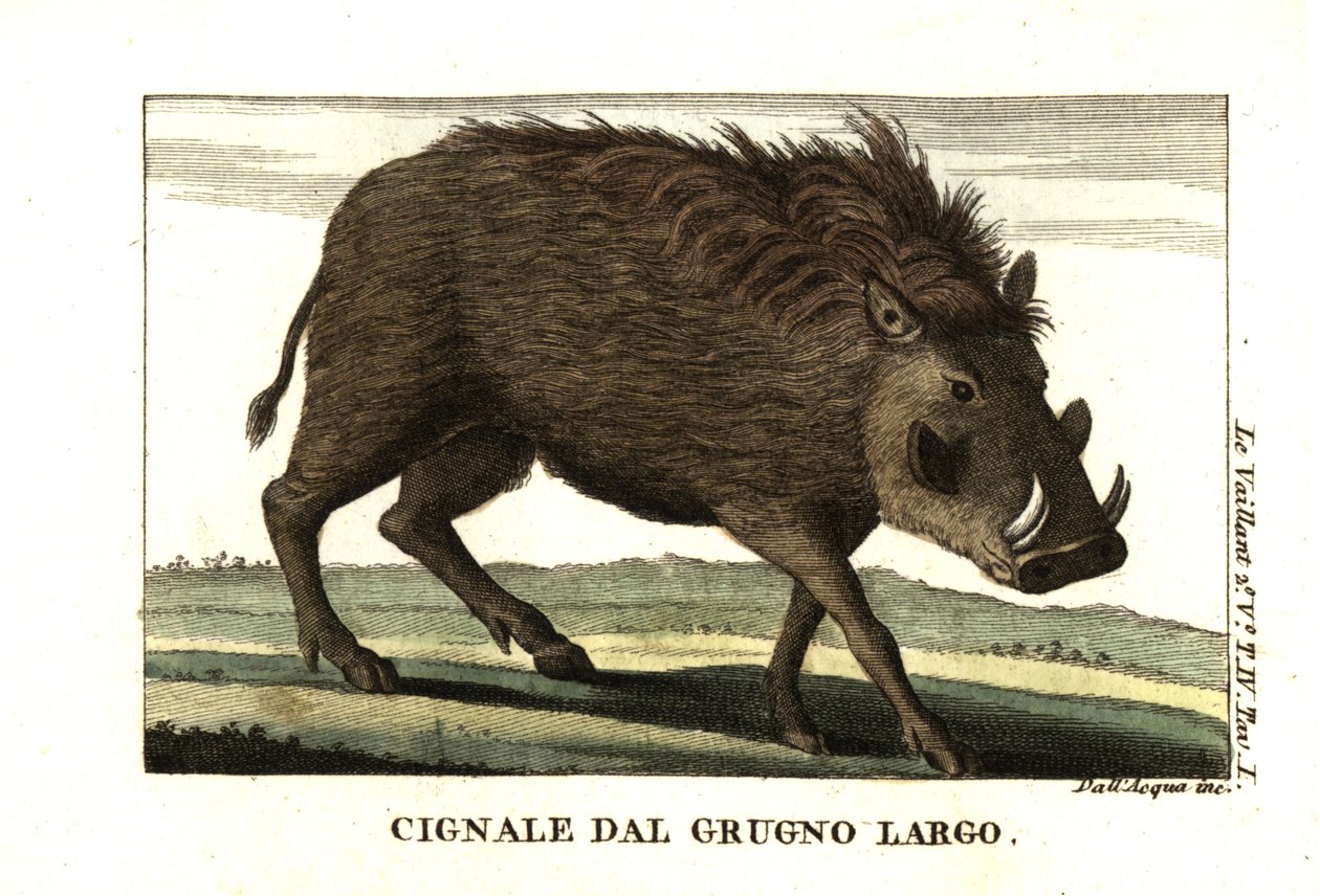 Almindeligt vortesvin, Phacochoerus africanus. Fra Francois Le Vaillant (Levaillant af Unbekannter Künstler