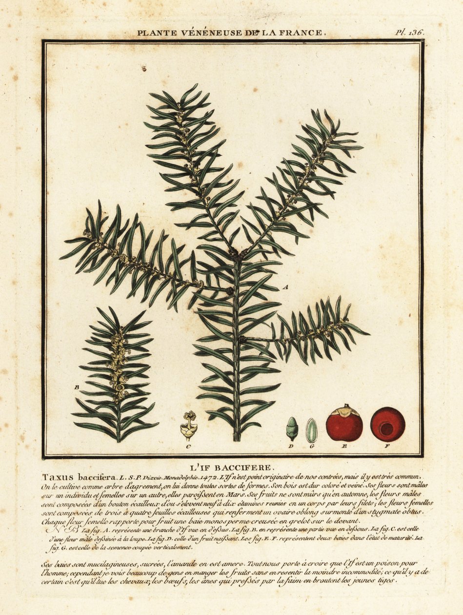 Almindelig taks eller engelsk taks, Taxus baccata. af Unbekannter Künstler