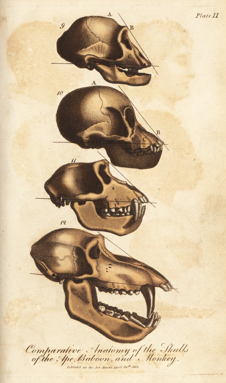 Sammenlignende anatomi af abe-, bavian- og abekranier - håndkoloreret kobberstik fra Ebenezer Siblys Universal System of Natural History, London af Unbekannter Künstler