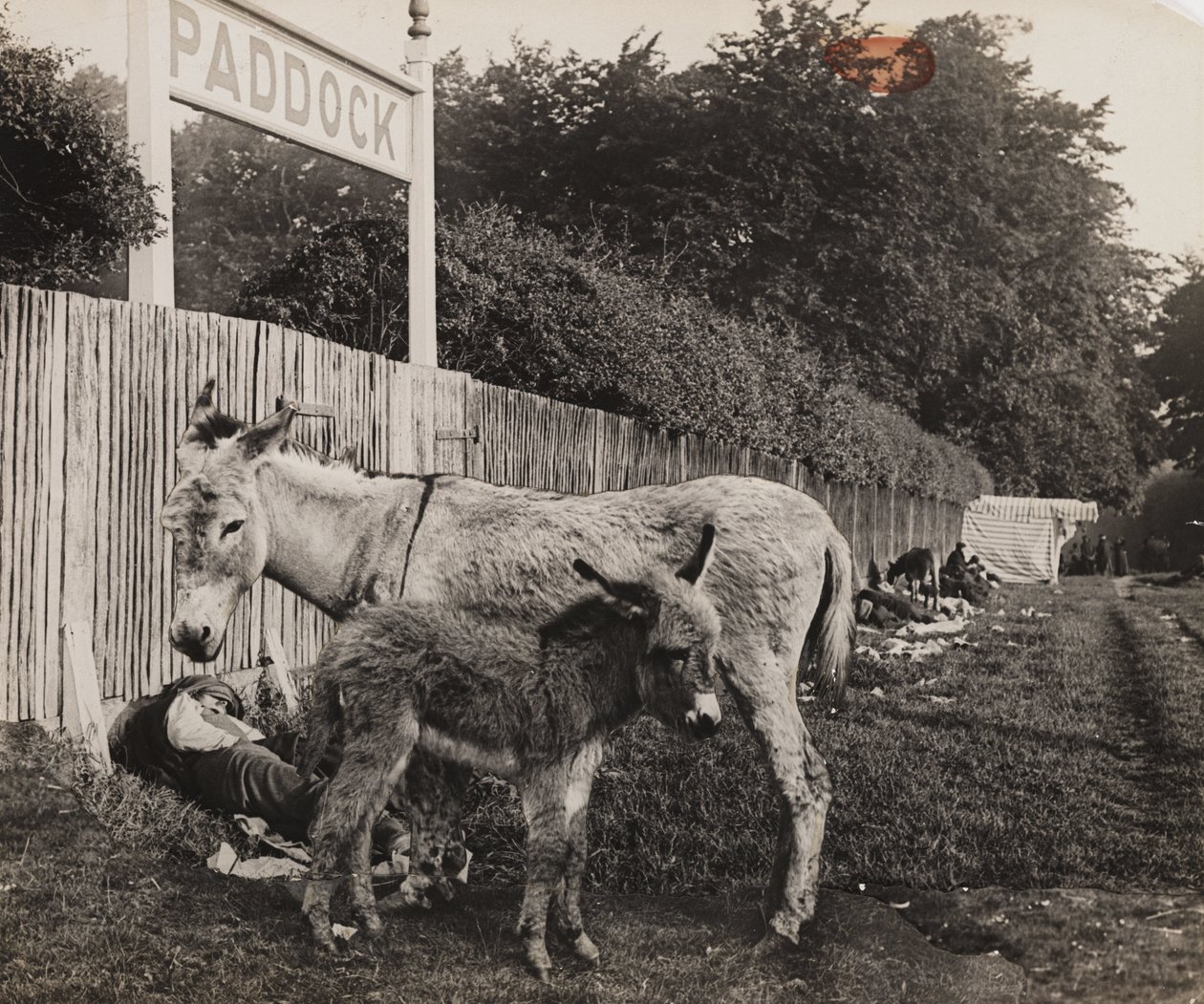 Sammensat af to æsler, c 1909 af Unbekannt