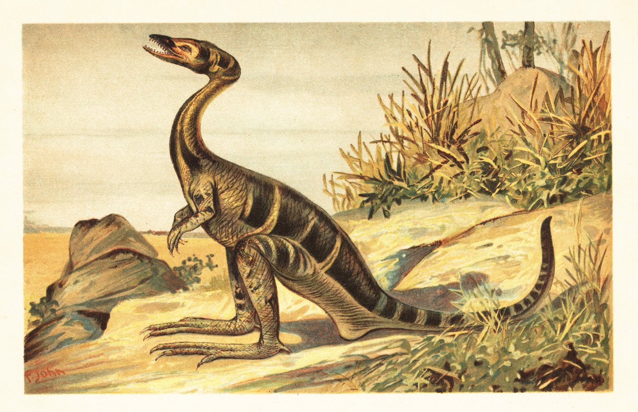 Compsognathus longipes, uddød lille, kødædende theropod. 1908 (litografi) af Unbekannter Künstler