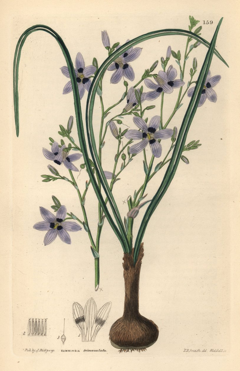 Conanthere - Conanthera trimaculata (treplettet cummingia, Cummingia trimaculata). Håndkoloreret kobberstik af Weddell efter Edwin Dalton Smith fra John Lindley og Robert Sweet