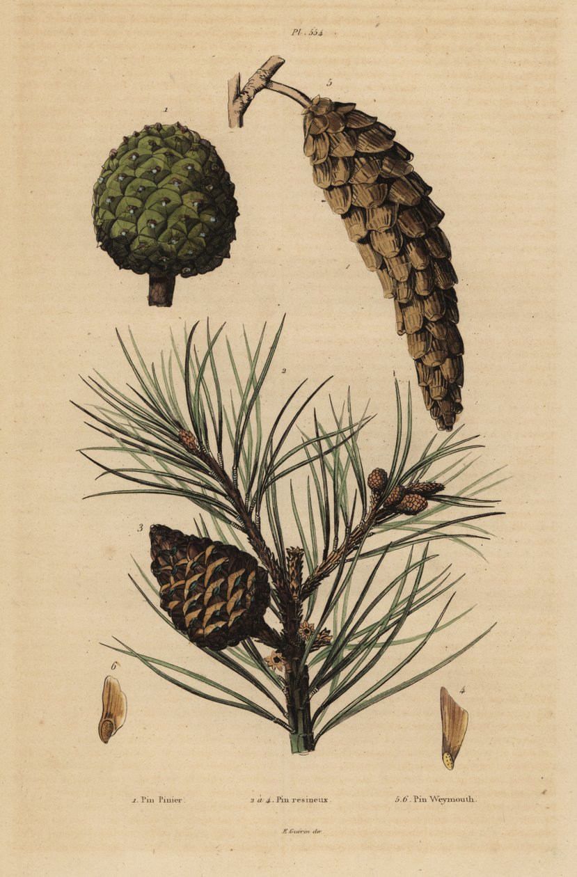 Kogler af stenfyr, Pinus pinea 1, rødfyr, Pinus resinosa 2-4 og Weymouthfyr, Pinus strobus 5,6 af Unbekannt