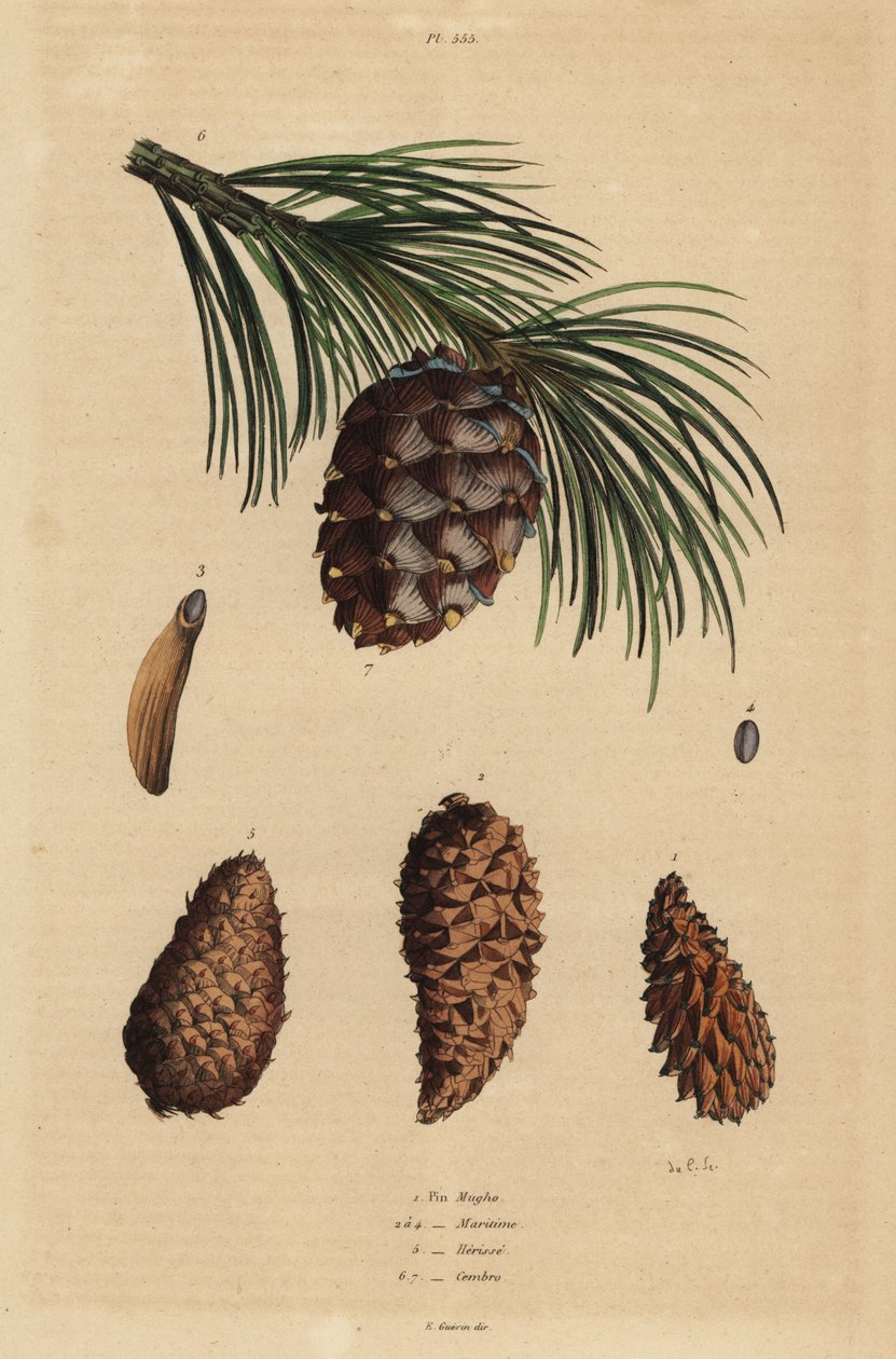 Kogler af krybende fyr, Pinus mugo 1, Aleppo fyr, Pinus halepensis 2-4, begfyr, Pinus rigida 5, og schweizisk fyr, Pinus cembra af Unbekannt