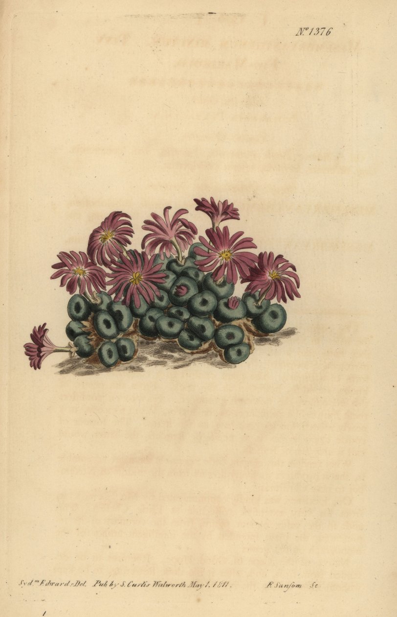 Conophytum mide (lille figen-morgenfrue, Mesembryanthemum minutum) af Unbekannt