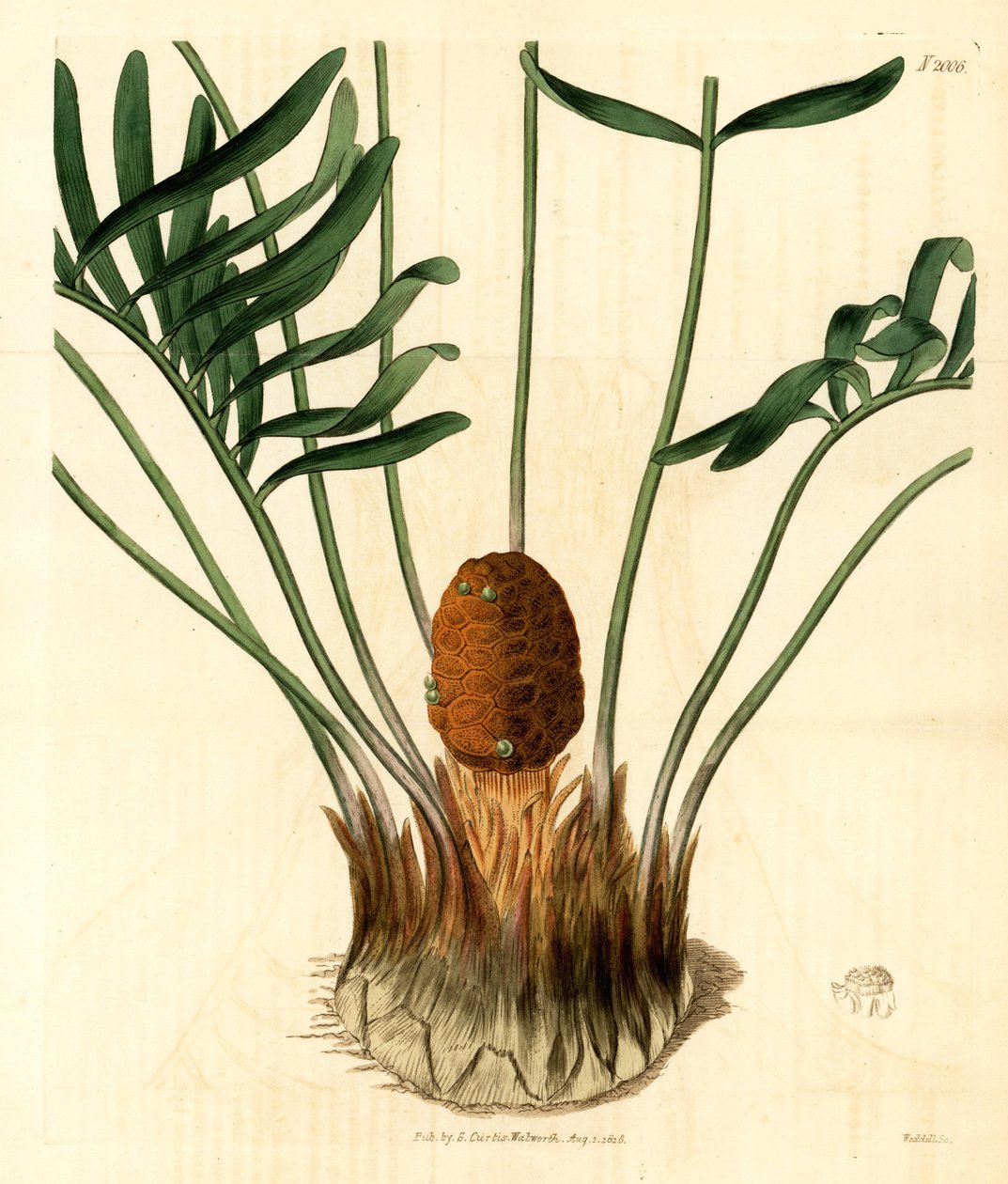 Coontie, Zamia pumila var. male. Håndkoloreret kobberstik af Weddell fra Samuel Curtis