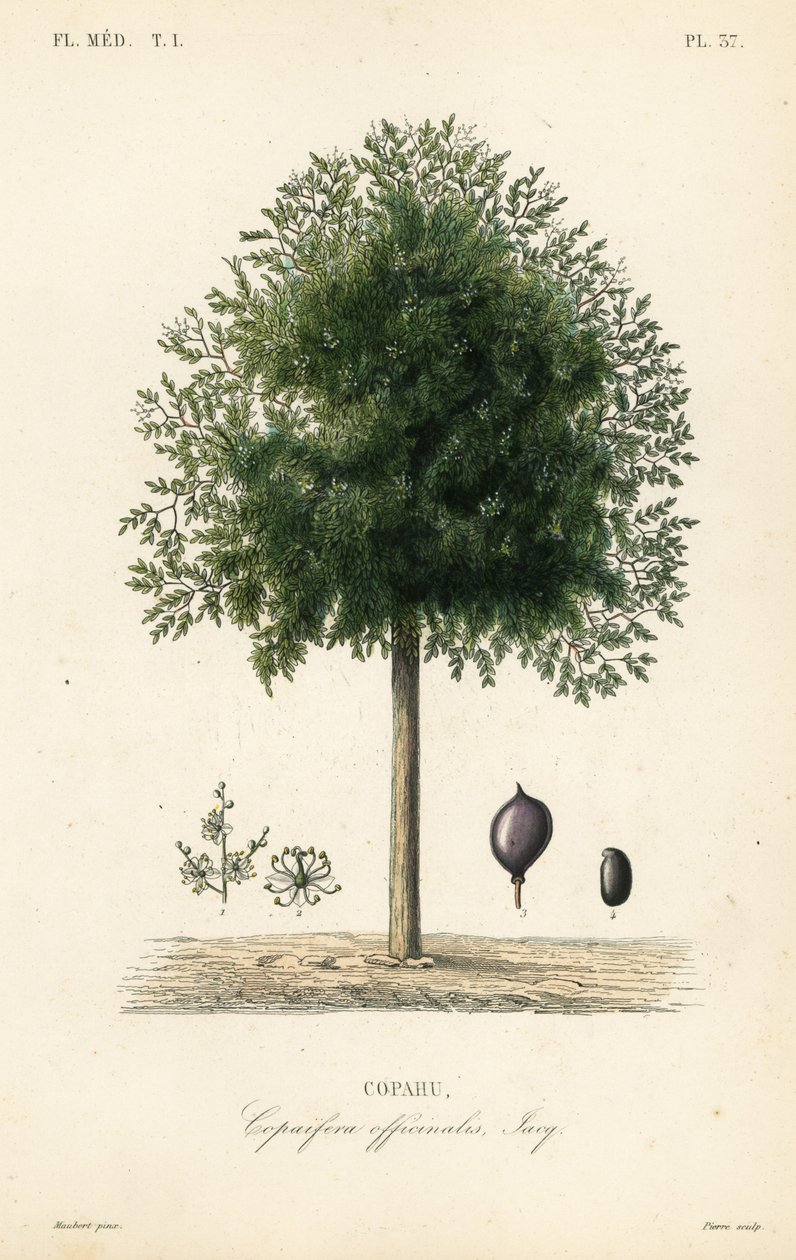 Copaiba træ, Copaifera officinalis, Copahu af Unbekannt