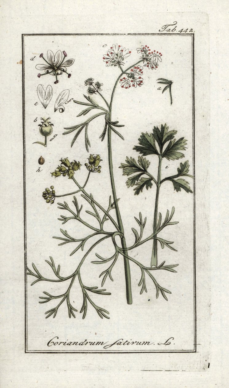 Koriander (Coriandrum sativum). Litografi fra "Afbeelding der Artseny-Gewassen" af Johannes Zorn (1739-1799), Holland af Unbekannter Künstler