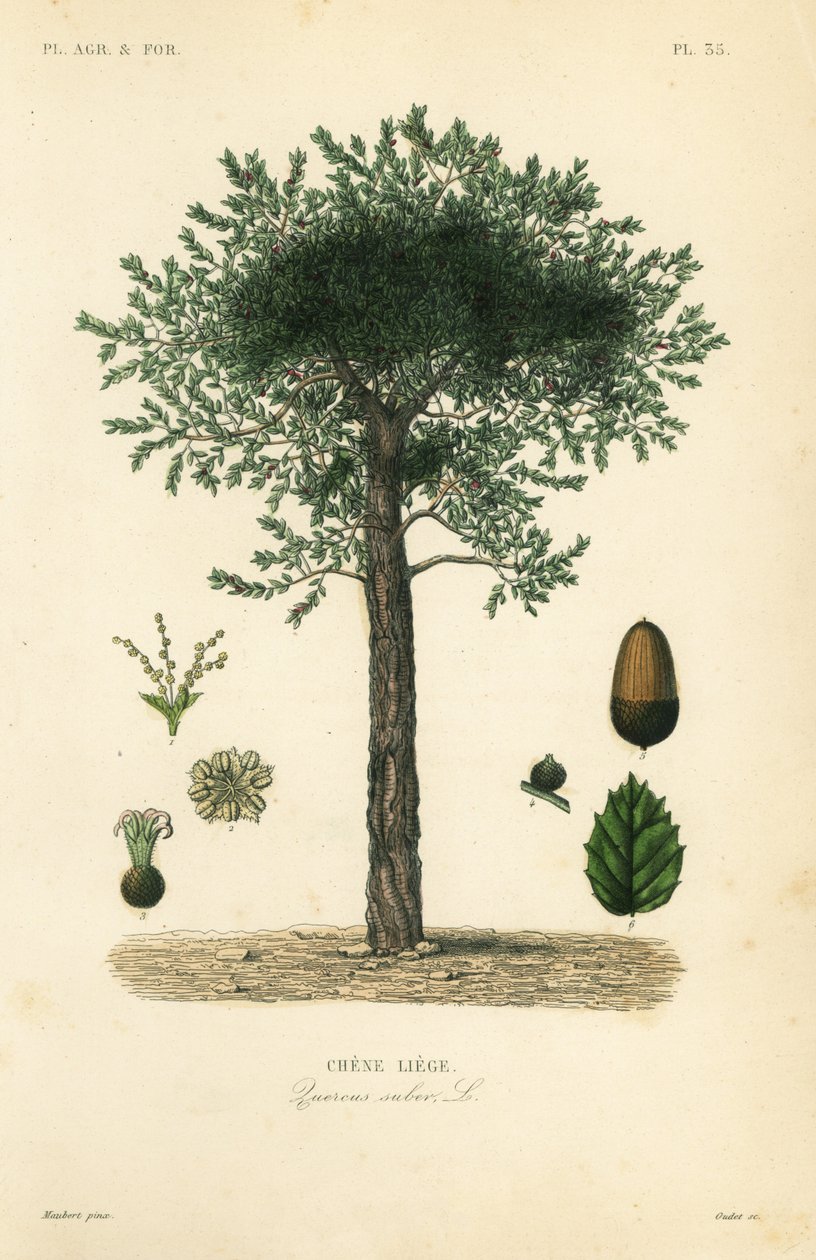 Korkeg, Quercus suber, chene liege af Unbekannt