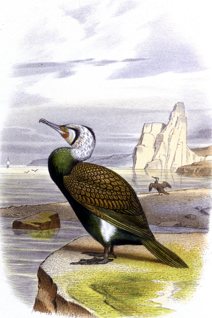 Skarv, ca. 1850 (litografi) af Unbekannter Künstler