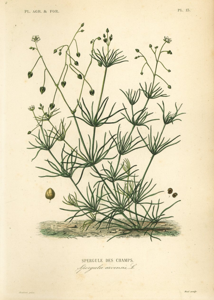 Majsspore, Spergula arvensis, Spergule des champs af Unbekannt