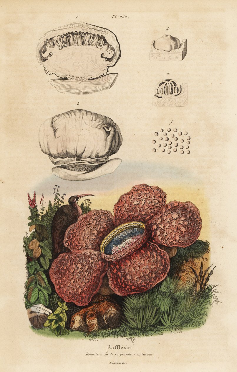 Liglilje eller rafflesia, Rafflesia arnoldii af Unbekannt