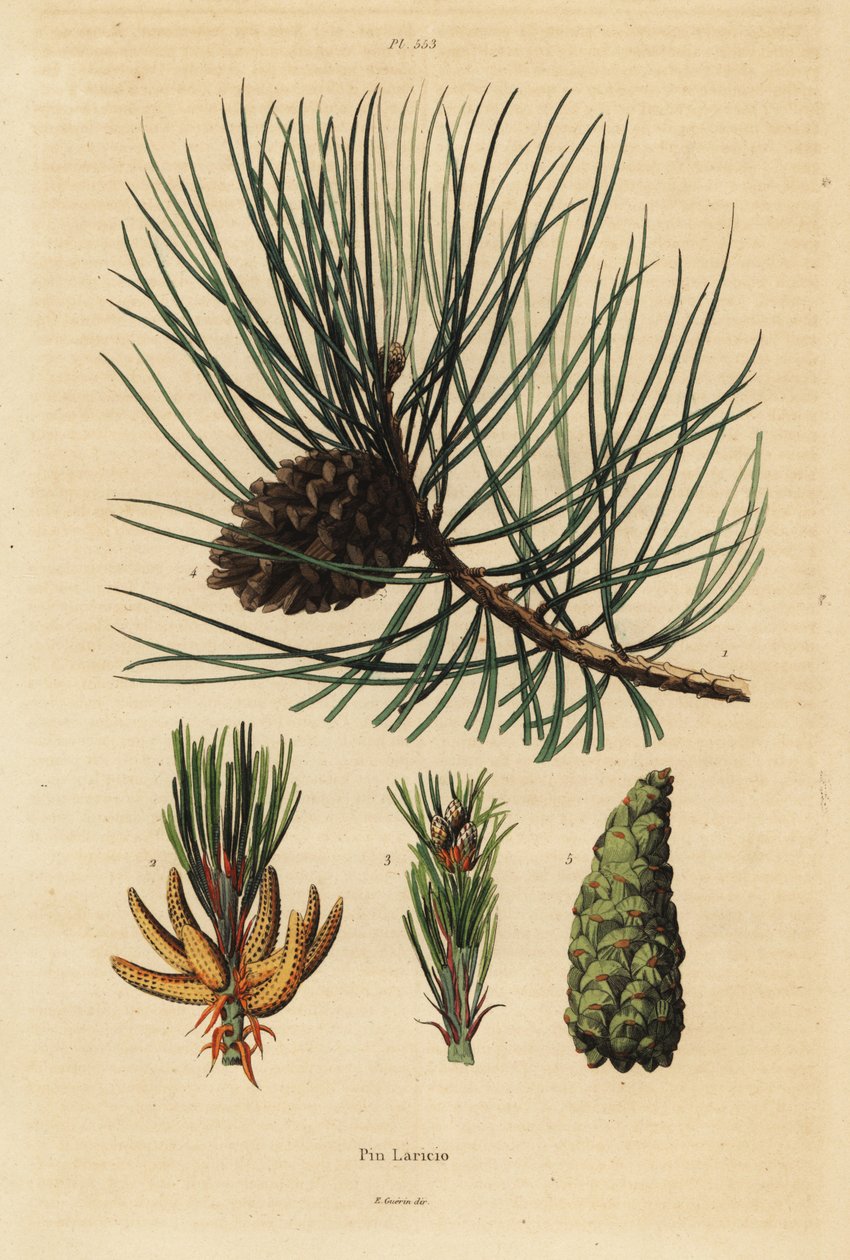 Korsikansk fyrretræ, Pinus nigra subsp af Unbekannt