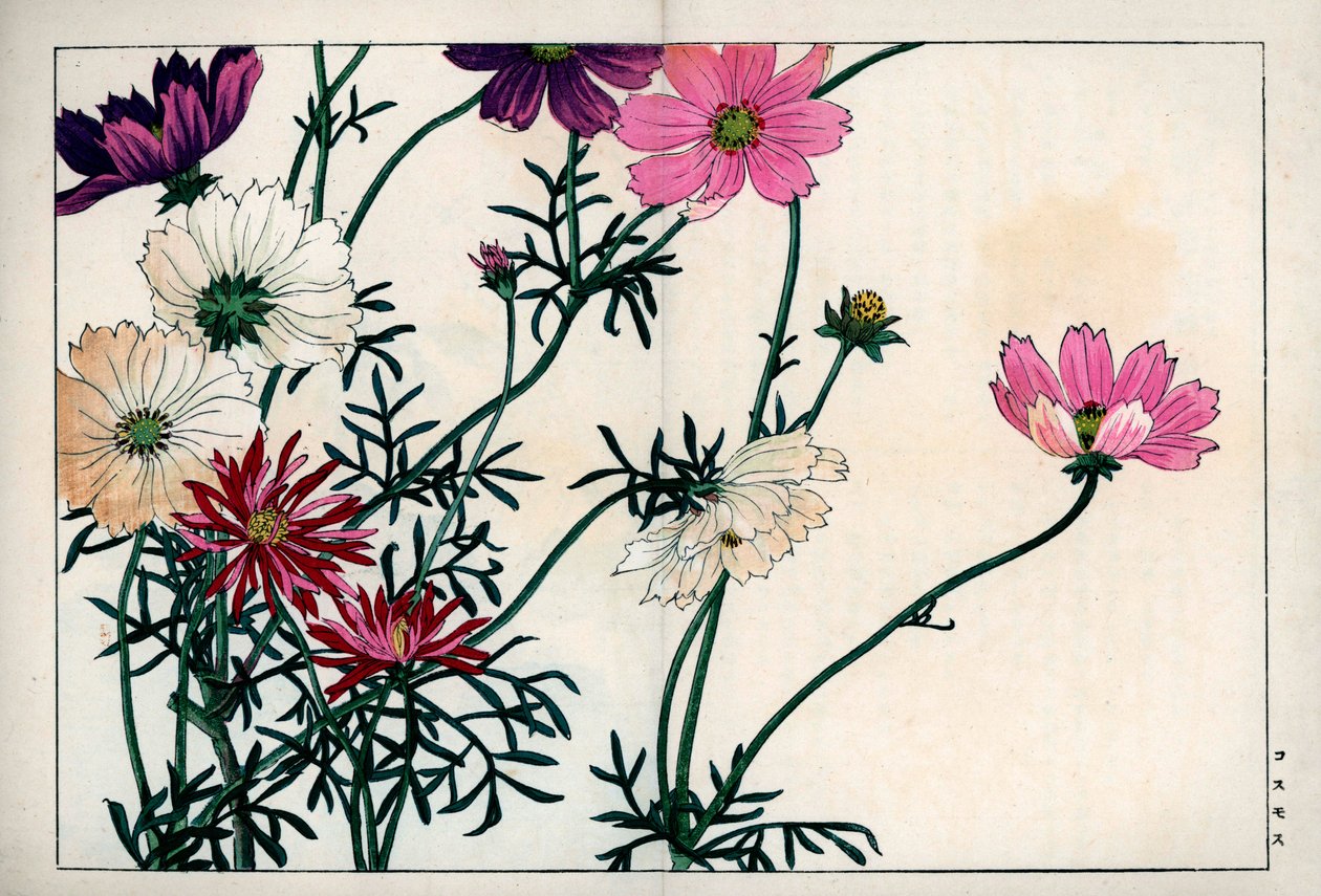Cosmos-arter med forskellige farver fra hvid til pink. Cosmos, Cosmos bipinnatus. Håndkoloreret træsnit fra Konan Tanigamis "Seiyou Sokazufu" (Billedalbum af vestlige planter og blomster: efterår-vinter), Unsodo, Kyoto. af Unbekannter Künstler