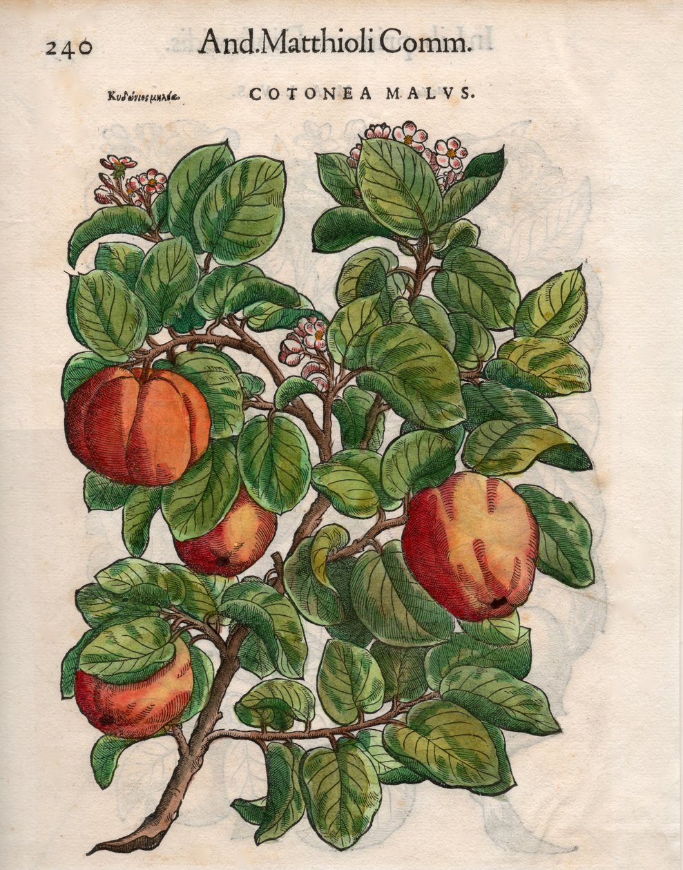 Cotonea Malvs. fra Pietro Andrea Mattiolis 