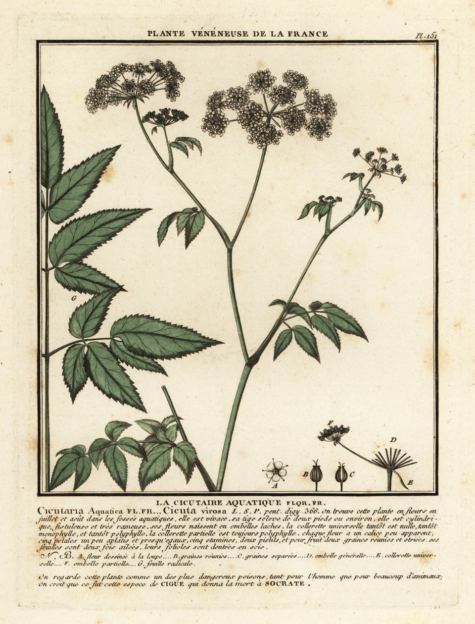 Cowbane, Hemlock virosa. af Unbekannter Künstler