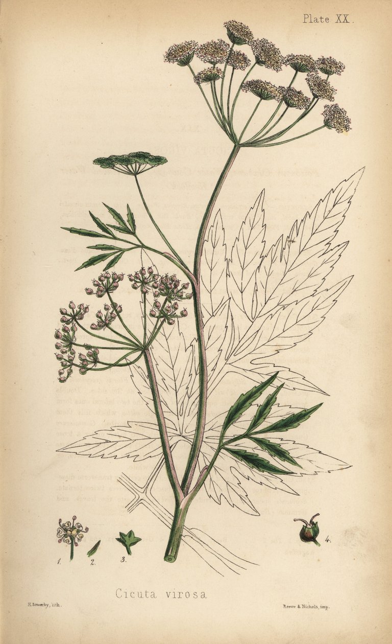 Kæruld eller vandpest, Cicuta virosa. Håndkoloreret litografi af Henry Sowerby fra Edward Hamiltons Flora Homeopathica, Bailliere, London. af Unbekannter Künstler