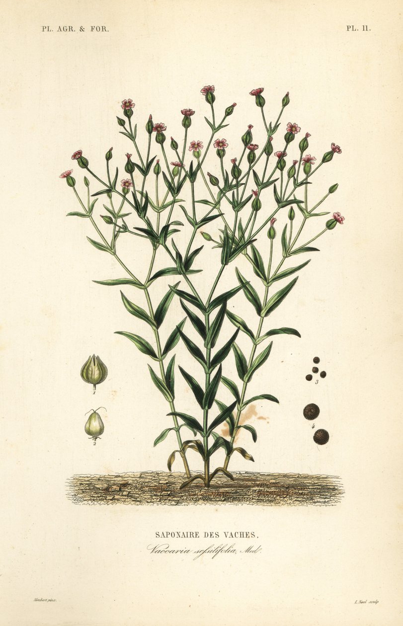 Kourt, Vaccaria hispanica, Vaccaria sessilifolia, Saponaire des Vaches af Unbekannt