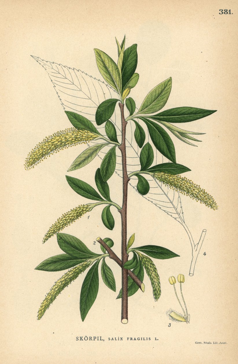 Knækpiletræ, Salix fragilis af Unbekannter Künstler