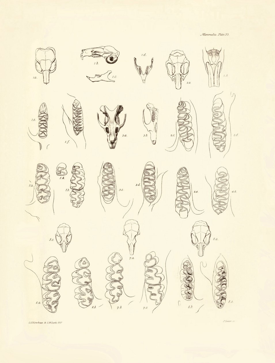 Traner og tænder fra forskellige gnavere beskrevet af Charles Darwin under hans opdagelsesrejse om bord på Beagle. Planche fra "The Zoology of the voyage of H.M.S. Beagle under the command of Captain Fitzroy during the years 1832 to 1836 edited and sup af Unbekannter Künstler