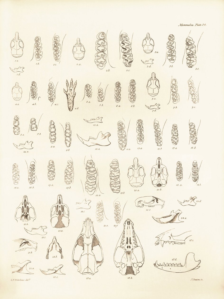 Traner og tænder fra forskellige gnavere beskrevet af Charles Darwin under hans opdagelsesrejse om bord på Beagle. Planche fra "The Zoology of the voyage of H.M.S. Beagle under the command of Captain Fitzroy during the years 1832 to 1836 edited and sup af Unbekannter Künstler