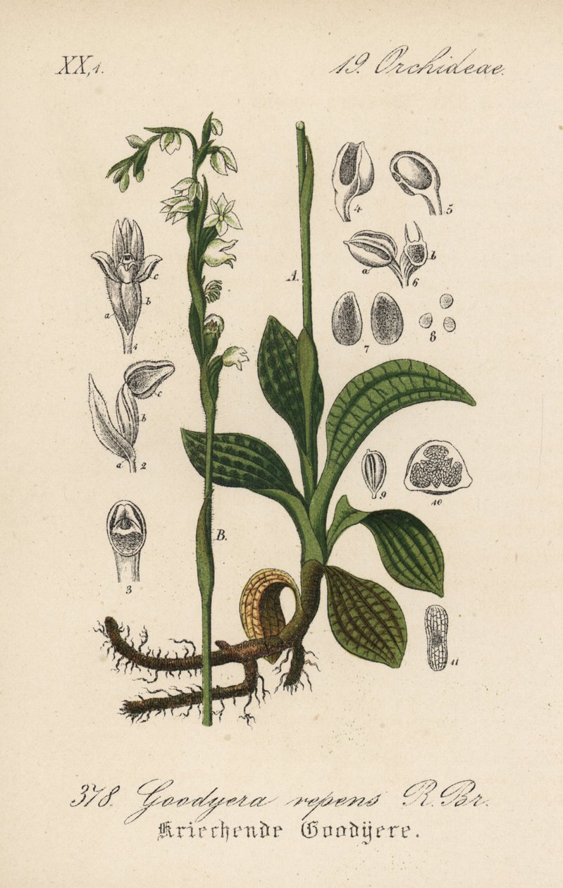 Krybende guldsalat - Krybende guldsalat, Goodyera repens. Håndkoloreret litografi fra Diederich von Schlechtendals tyske flora (Flora von Deutschland), Jena af Unbekannter Künstler