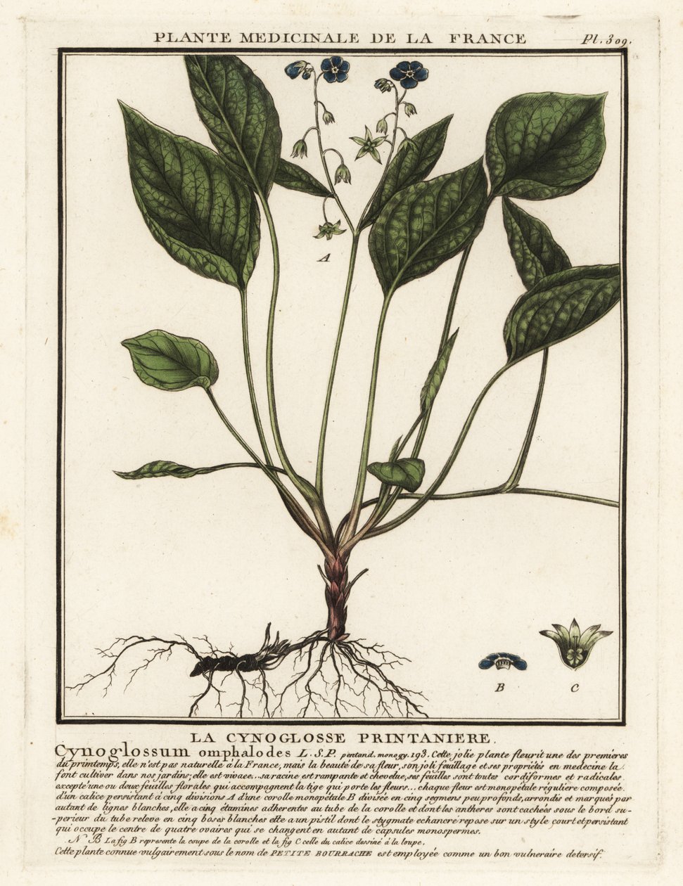 Krybende navleurt, Omphalodes verna. af Unbekannter Künstler
