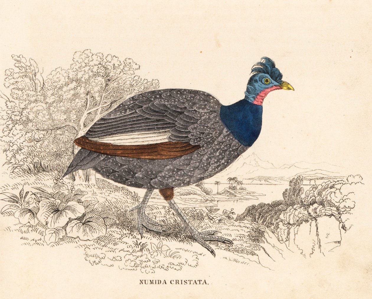 Kranset perlehøne, Guttera pucherani (Numida cristata). Håndkoloreret stålstik fra Georg Friedrich Treitschkes naturhistoriske galleri, Naturhistorischer Bildersaal des Thierreiches, Liepzig. af Unbekannter Künstler