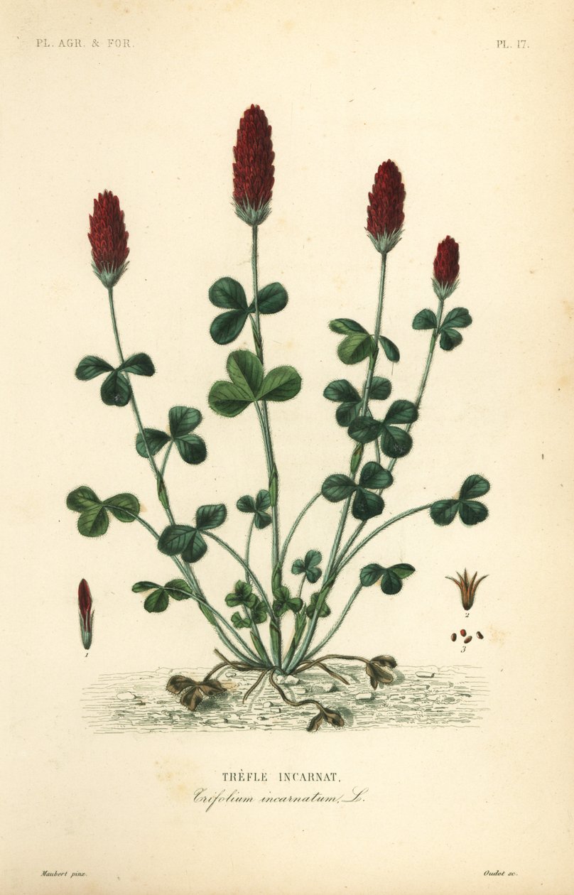 Crimson kløver eller italiensk kløver, Trifolium incarnatum, Trefle inkarneret af Unbekannt