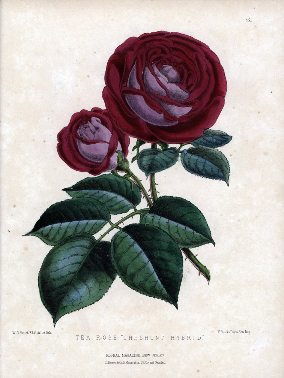 Karmoisinrød og lilla. Hybridsort af te, dyrket i drivhus, type Rose of China. Litografi af Worthington G.Smith (1835-1917), udgivet i Floral Magazine. af Unbekannter Künstler
