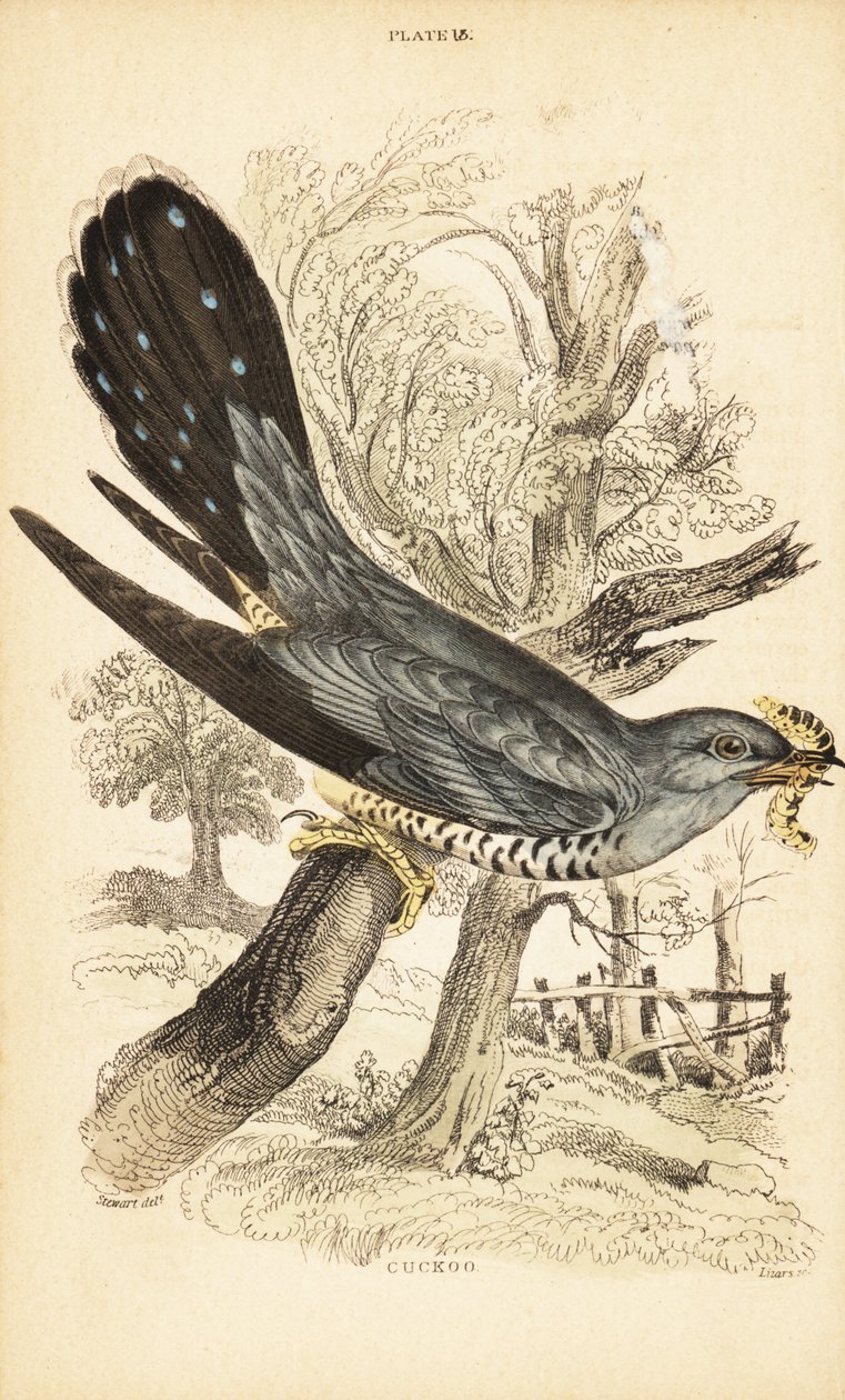 Gøg, Cuculus canorus, med en larve i næbbet. 1889 (gravering) af Unbekannter Künstler