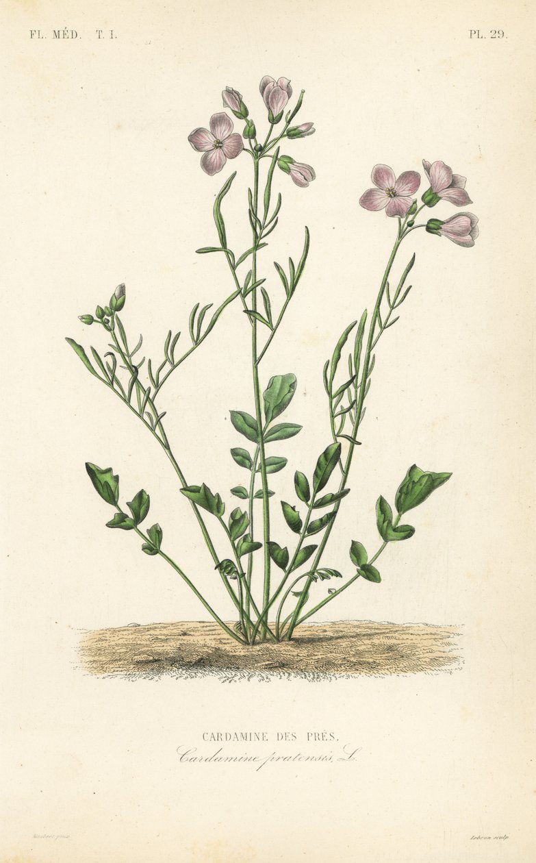 Gøgeblomst, Cardamine pratensis, Cardamine des pres af Unbekannt