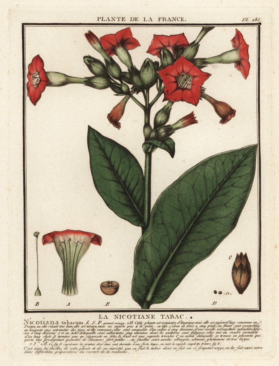 Dyrket tobak, Nicotiana tabacum. af Unbekannter Künstler