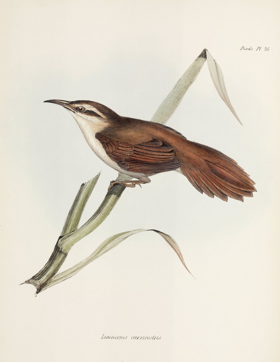 Curve-billed reedhaunter, Argentina, c 1832-1836 af Unbekannter Künstler