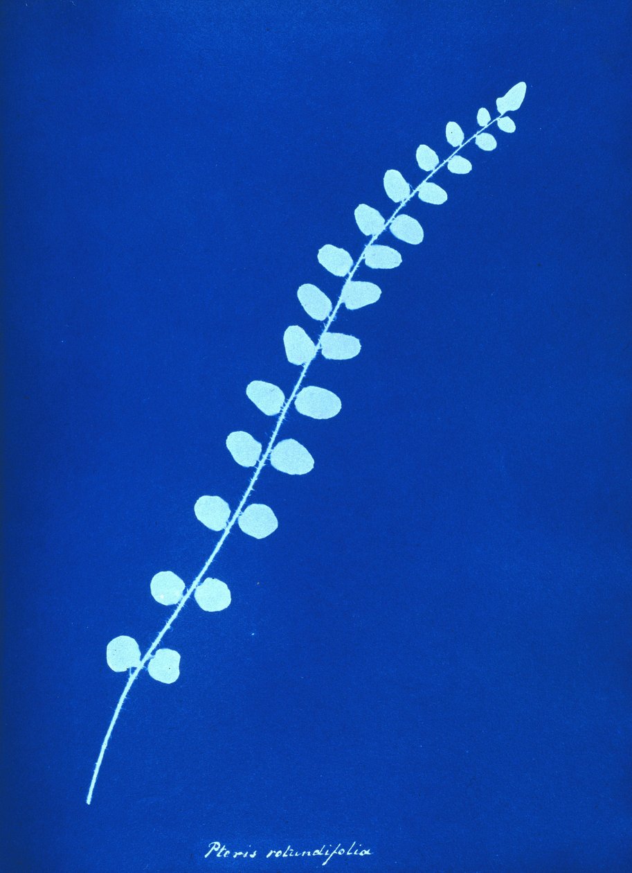 Cyanotype af britisk bregne af Unbekannt