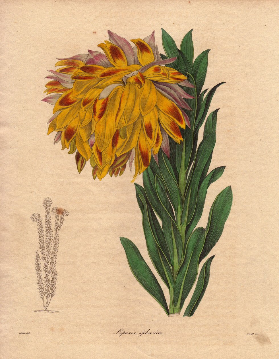 Dahlia variete, kugleformet liparia (Liparia sphaerica), har store, skæve blomster, orange farve, hjemmehørende i Cape Town (Sydafrika). Illustration af R. Mills (aktiv 1836-1842), i The Botanist, serie af Benjamin Maund i fem bind, udgivet mellem 18... af Unbekannter Künstler